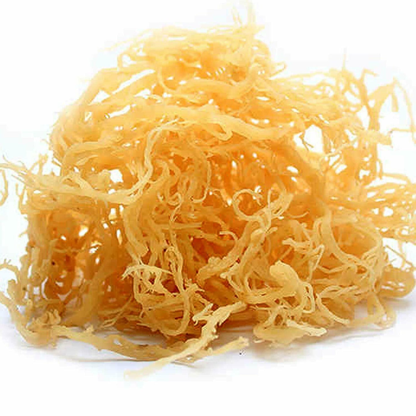 Golden Sea Moss